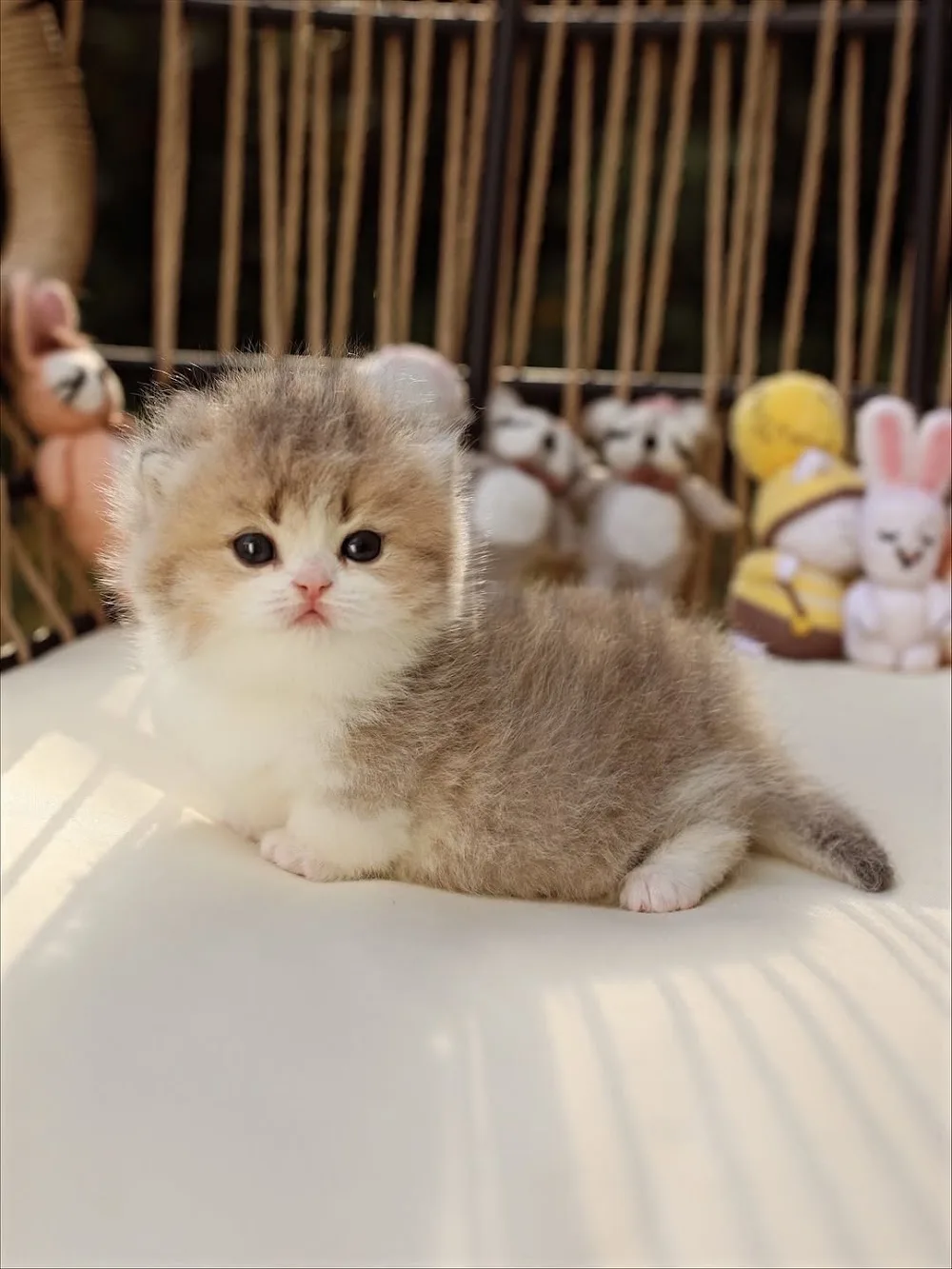 Leah Munchkin Kittens - Ontario pet otel