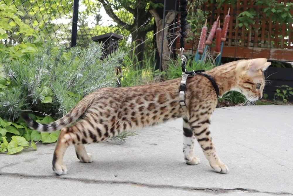 Maple Bengals Cattery - Ontario pet otel