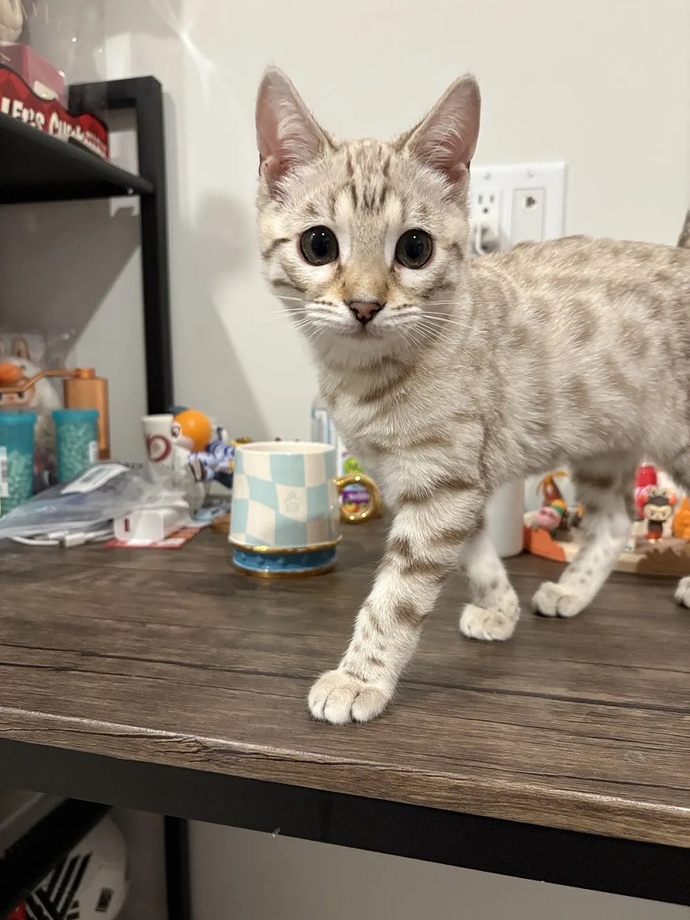 Maple Bengals Cattery - Ontario pet otel görseli 3