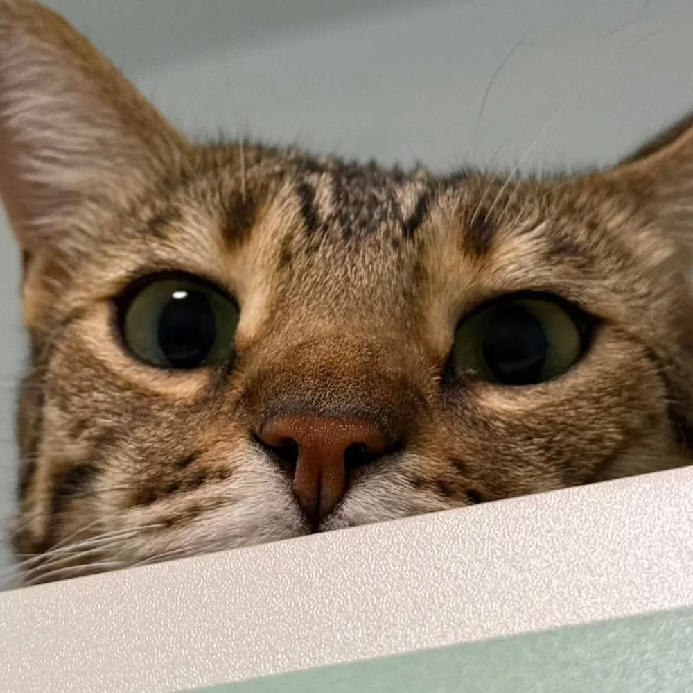 Maple Bengals Cattery - Ontario pet otel görseli 5