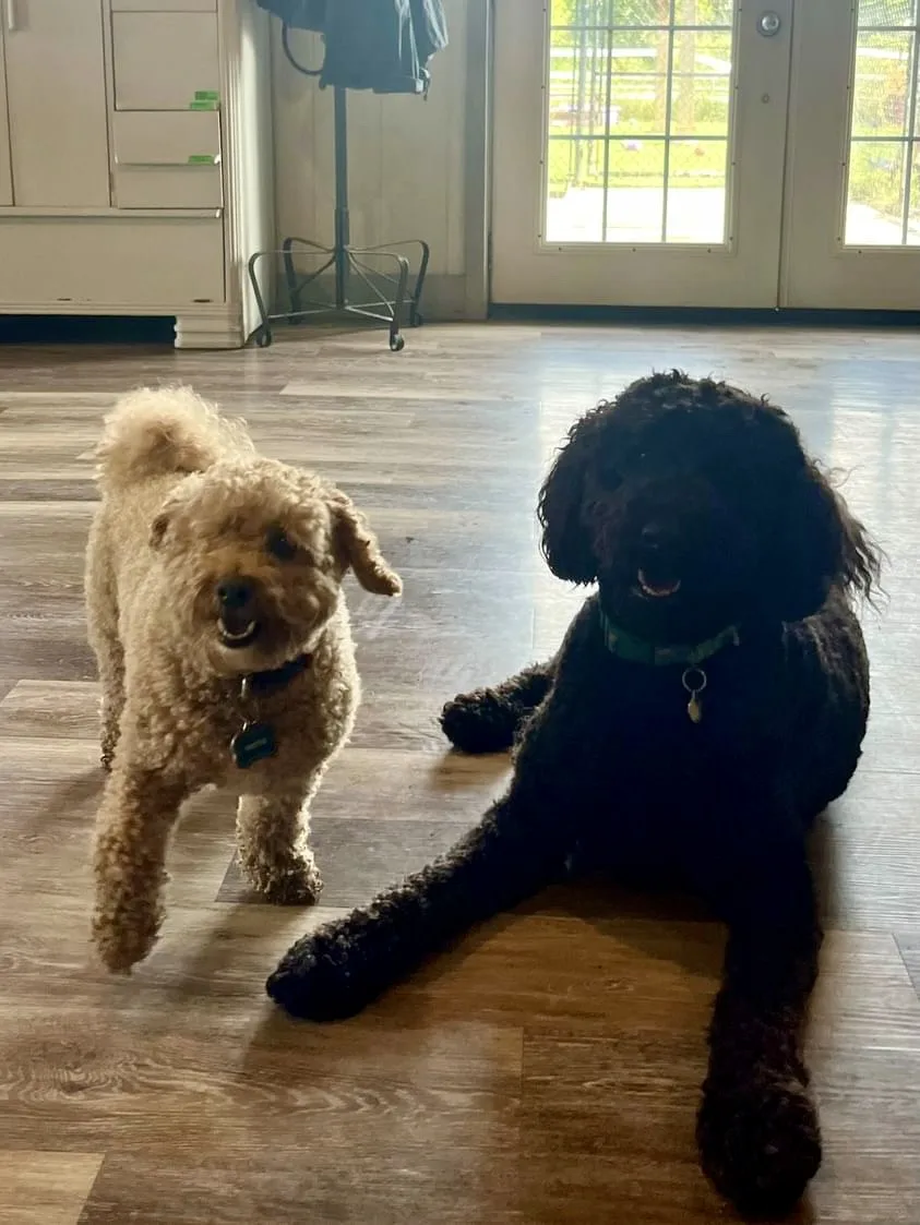 Meadowview Pet Resort - Ontario pet otel görseli 2
