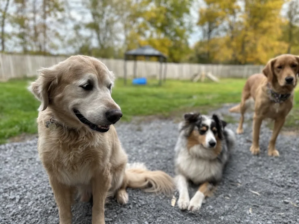 Misty Meadows Boarding Kennel - Ontario pet otel görseli 2