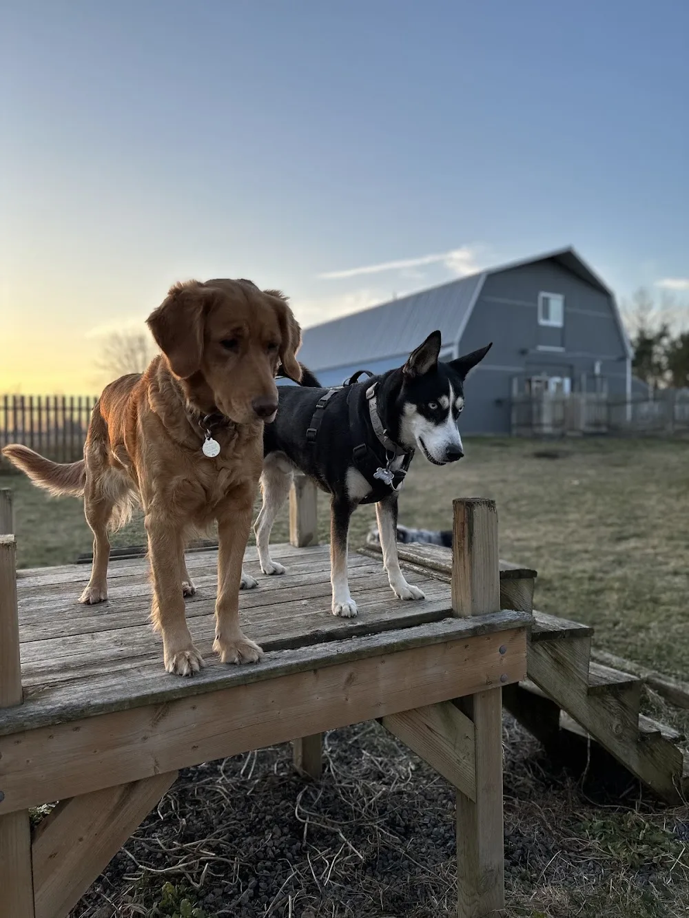 Misty Meadows Boarding Kennel - Ontario pet otel görseli 3