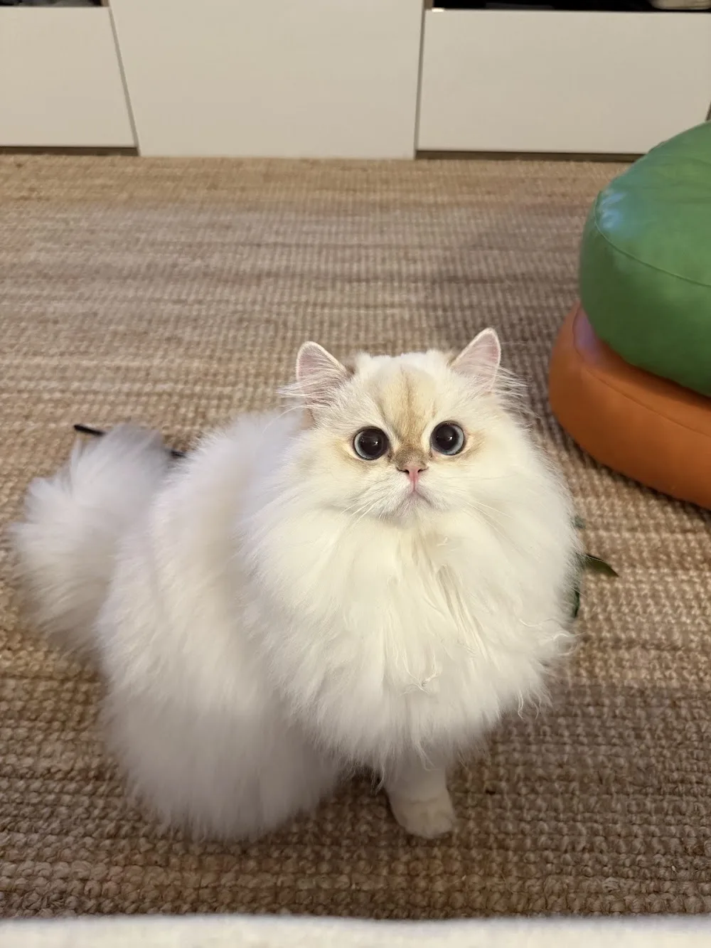 M&J British Shorthair & Longhair Cattery - Ontario pet otel