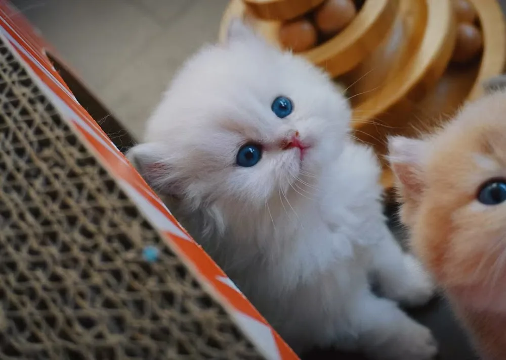 M&J British Shorthair & Longhair Cattery - Ontario pet otel görseli 3