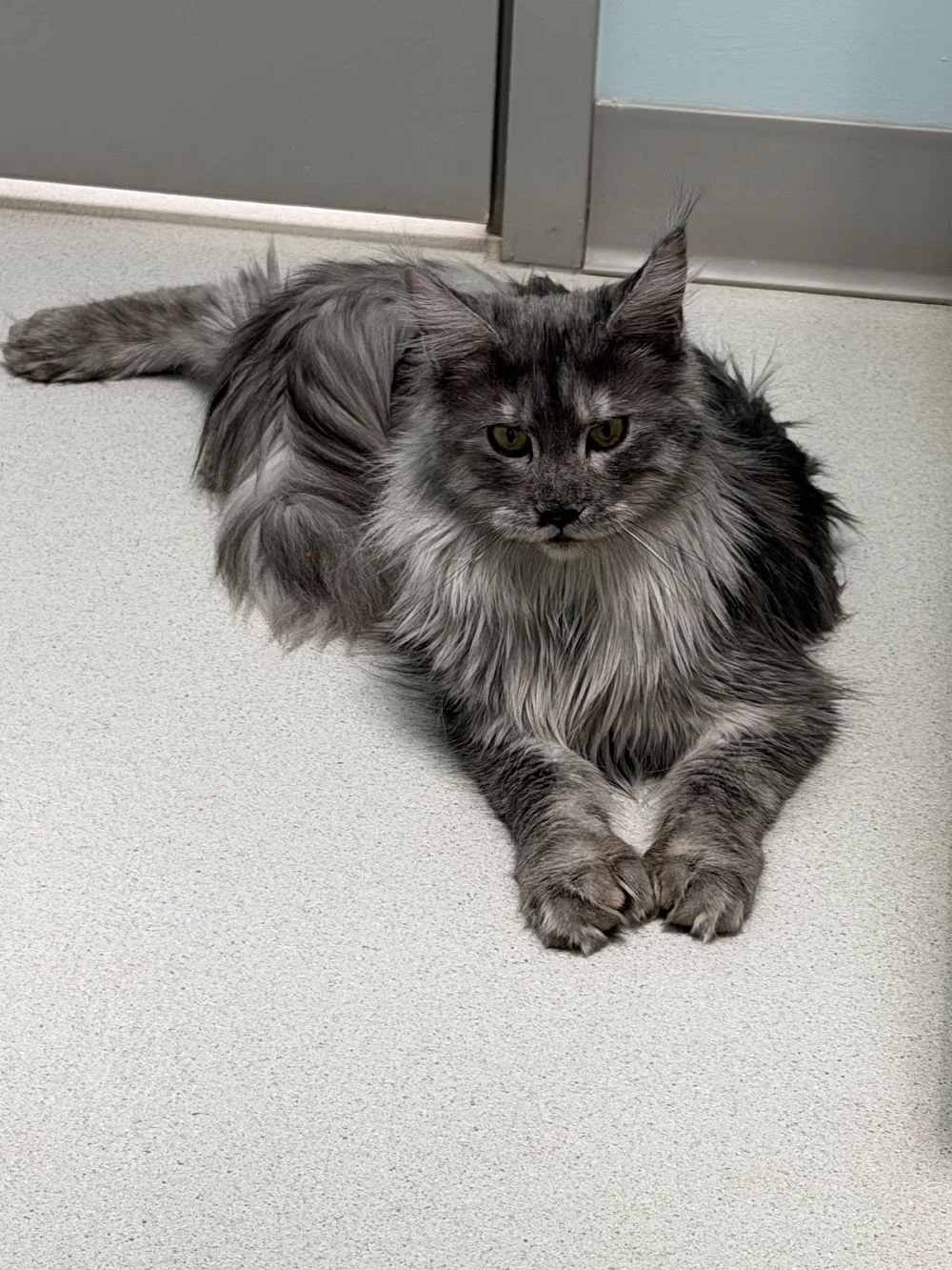 MyFairyTail Maine Coons Ontario - Ontario pet otel