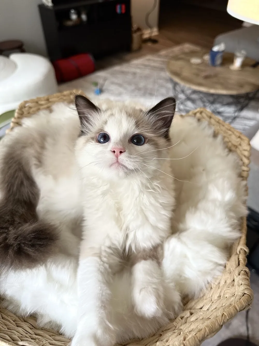 Ohemgee Cattery - Ontario pet otel