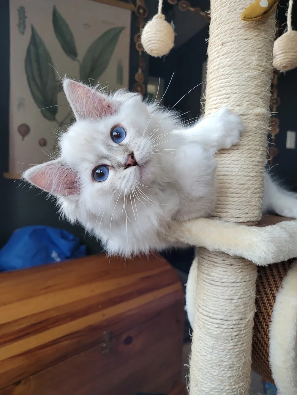 Ohemgee Cattery - Ontario pet otel görseli 3