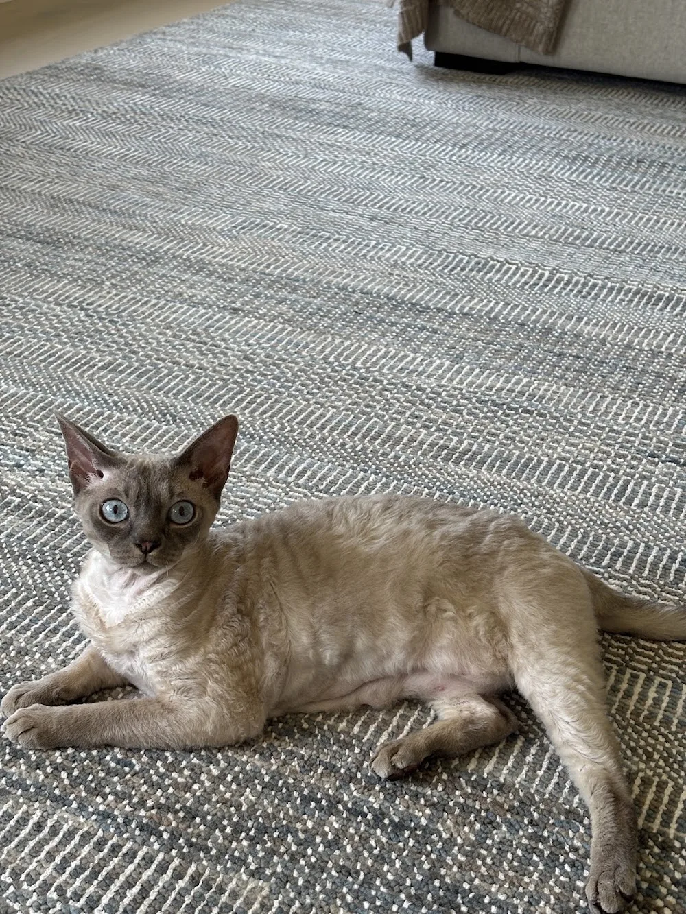 Painted Pixie Devon Rex Cattery - Ontario pet otel