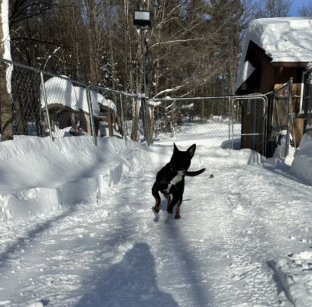Pakenham Country Kennels - Ontario pet otel görseli 3