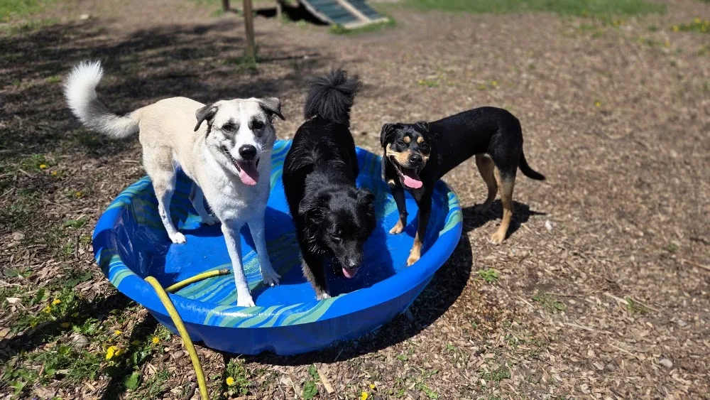 Paws and claws boarding and daycare - Ontario pet otel görseli 3