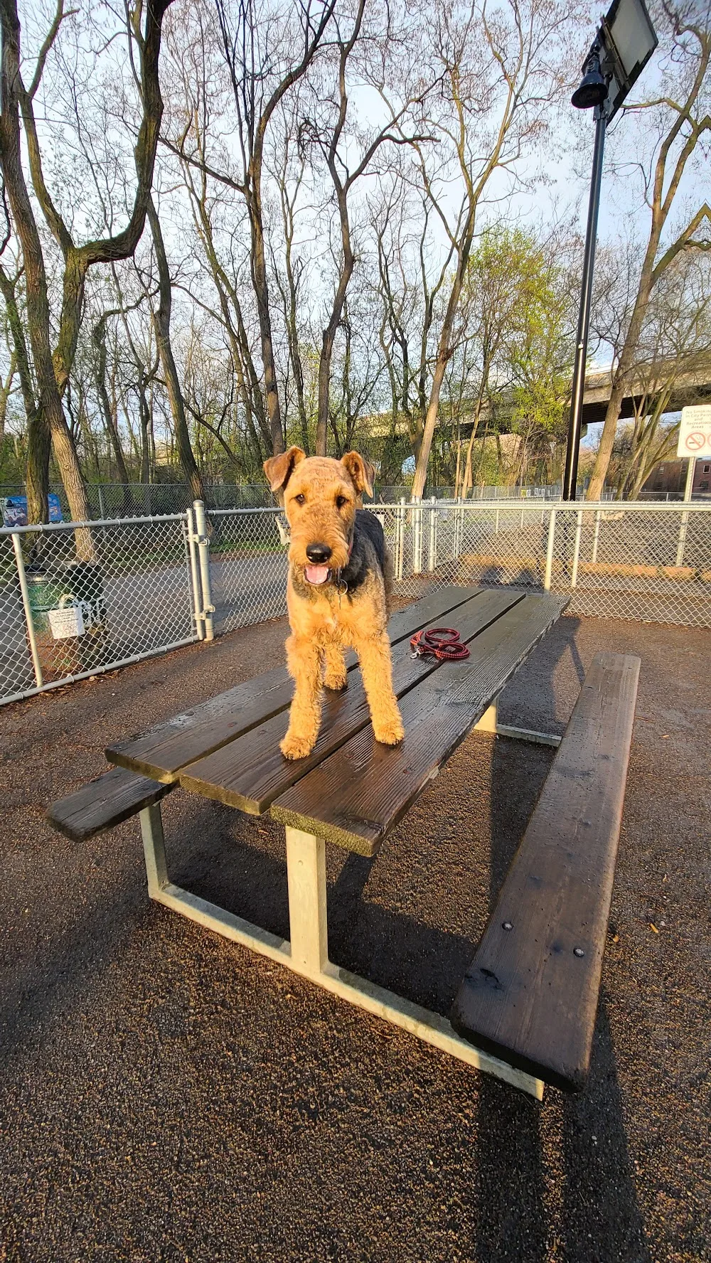 Pet Paradise and K9 Resort - Ontario pet otel görseli 3