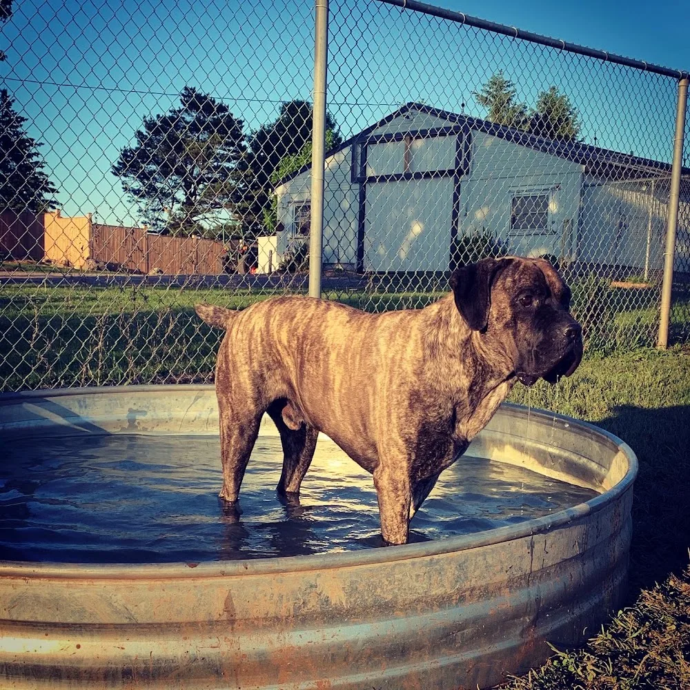 PETS Boarding Kennel & Daycare - Ontario pet otel görseli 3
