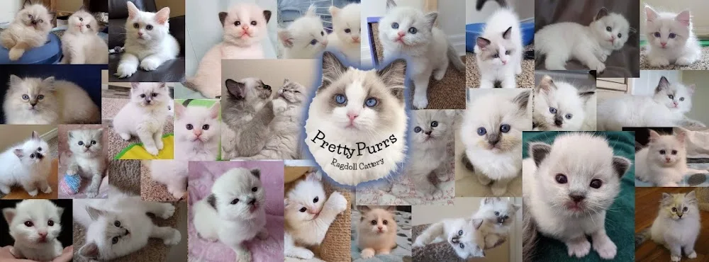 PrettyPurrs Ragdoll Cattery - Ontario pet otel