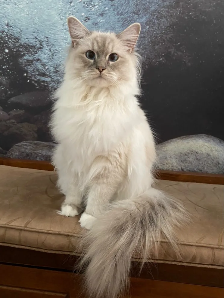 PrettyPurrs Ragdoll Cattery - Ontario pet otel görseli 3