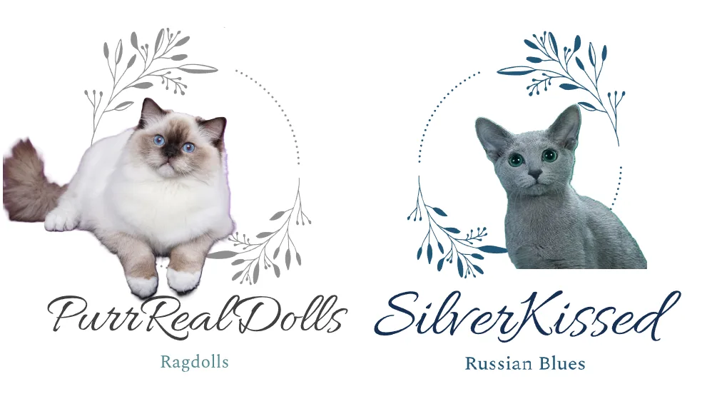 PurrRealDolls & SilverKissed Cattery - Ontario pet otel