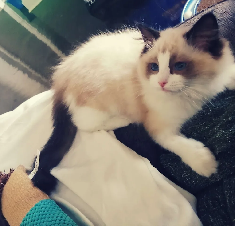 PurrRealDolls & SilverKissed Cattery - Ontario pet otel görseli 3