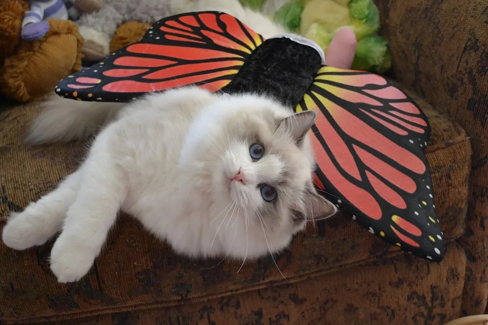 Ragtown Ragdolls - Ontario pet otel