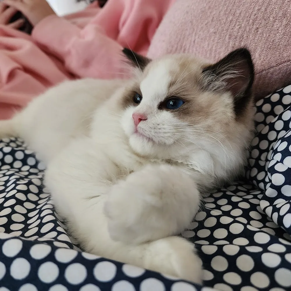 Ragtown Ragdolls - Ontario pet otel görseli 3