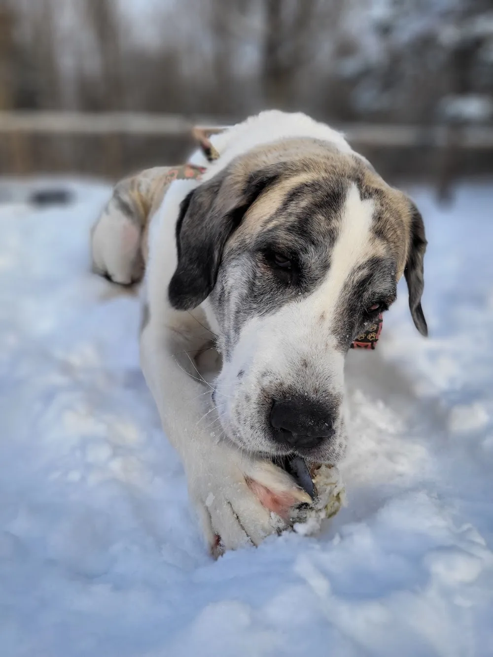 River Run Kennels - Ontario pet otel görseli 3