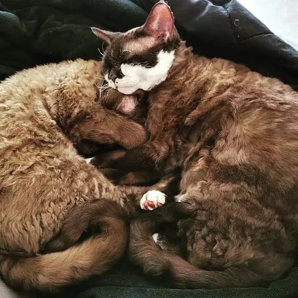 Royal Devons Cattery Devon rex Cat Breeder (Toronto, Ontario) - Ontario pet otel