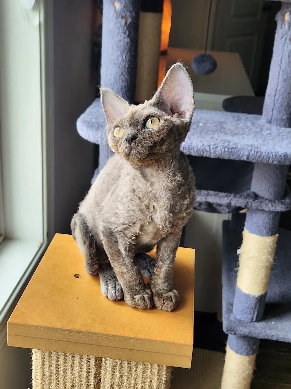 Royal Devons Cattery Devon rex Cat Breeder (Toronto, Ontario) - Ontario pet otel görseli 3