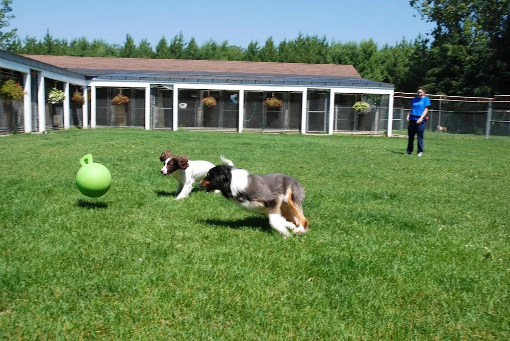 Royal Pets, Hotel and Enrichment - Ontario pet otel