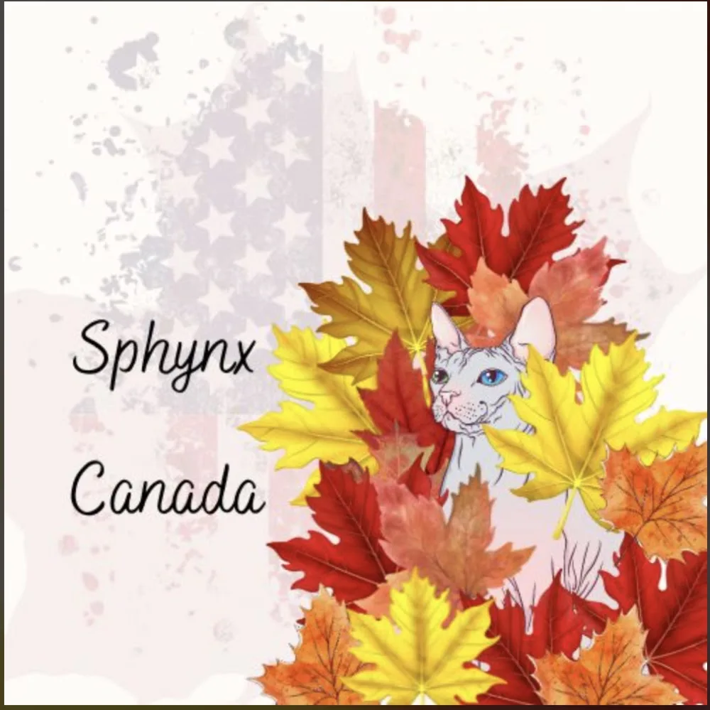 Sphynx Canada Cattery - Ontario pet otel görseli 2