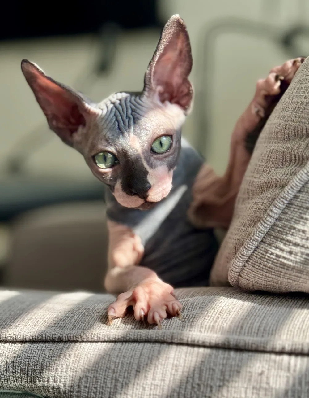Sphynx Canada Cattery - Ontario pet otel görseli 3