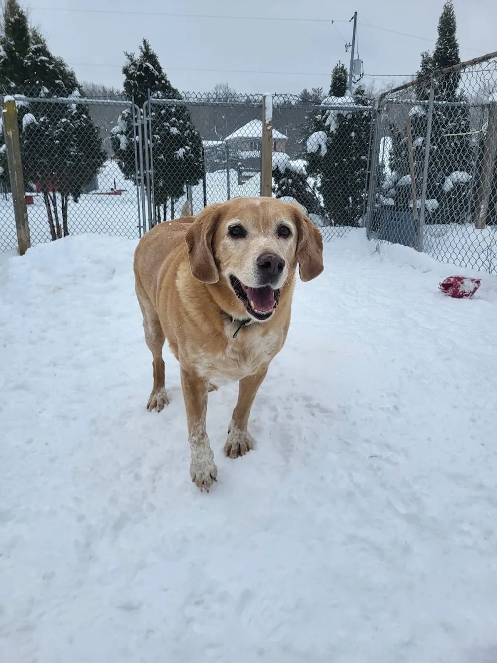 Stonehedge Boarding Kennel - Ontario pet otel görseli 3