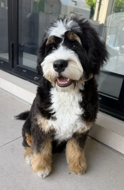 SwissRidge Kennels - Ontario pet otel