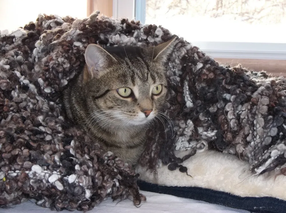 The Cat's Meow Inn - Ontario pet otel