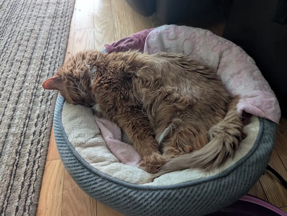 The Cat's Pajamas - Ontario pet otel