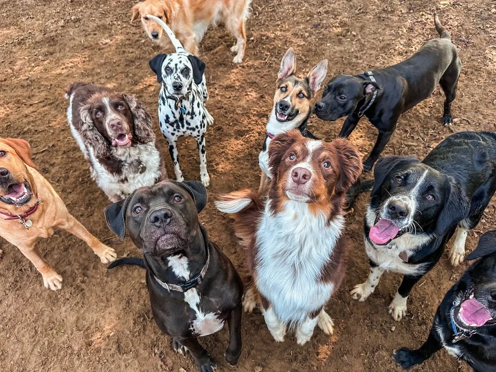 The Dog's Paw - Pet Retreat and Dog Training - Ontario pet otel