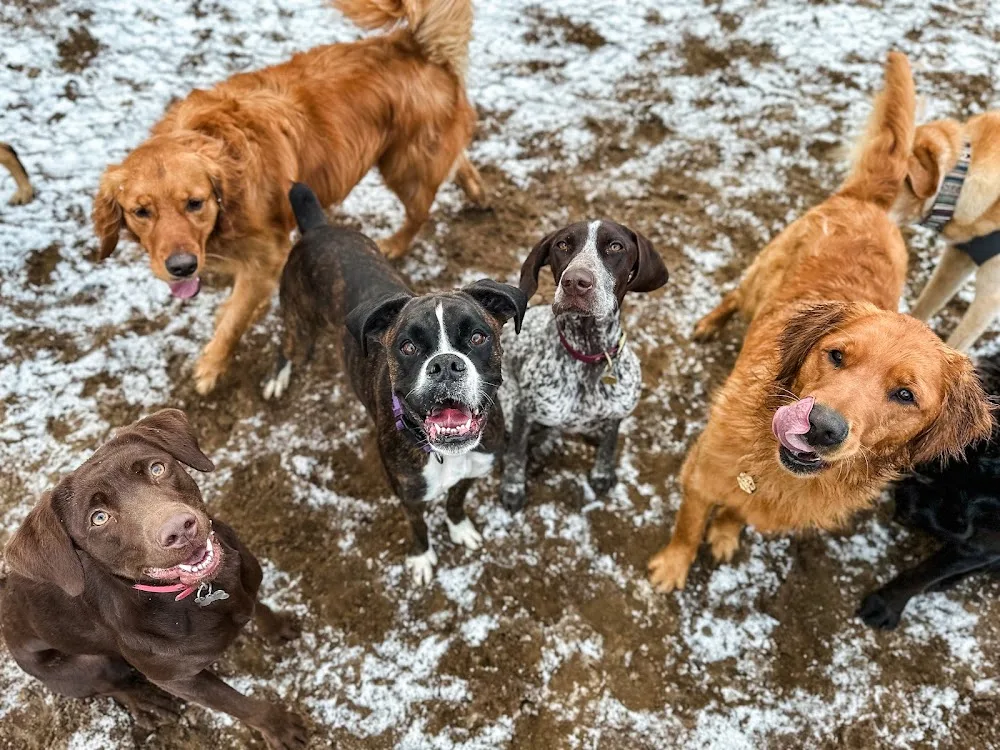 The Dog's Paw - Pet Retreat and Dog Training - Ontario pet otel görseli 3