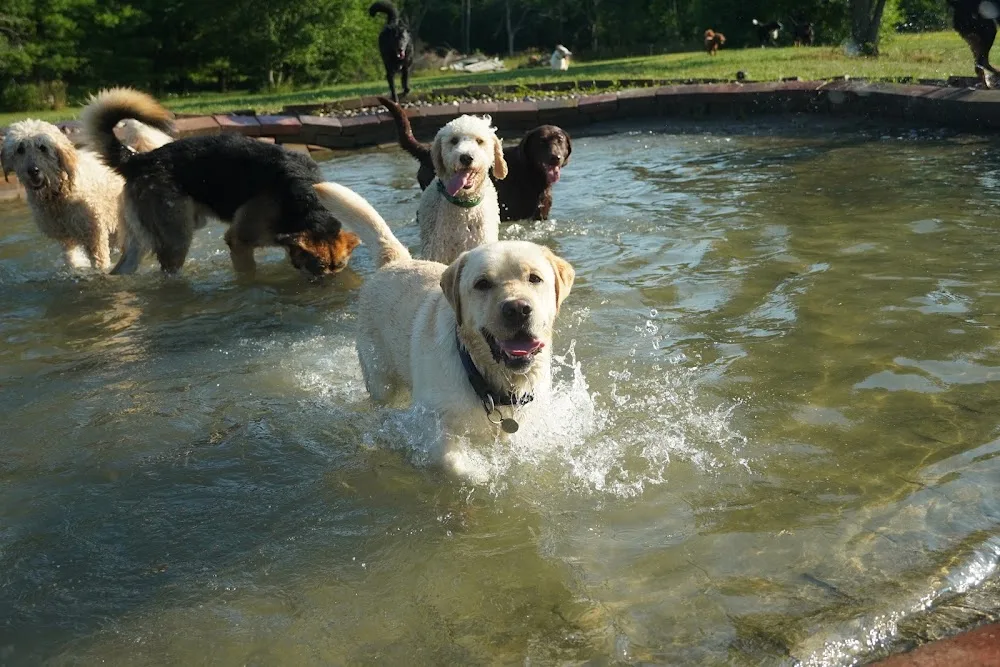 Thousand Islands Dog Resort - Ontario pet otel görseli 2