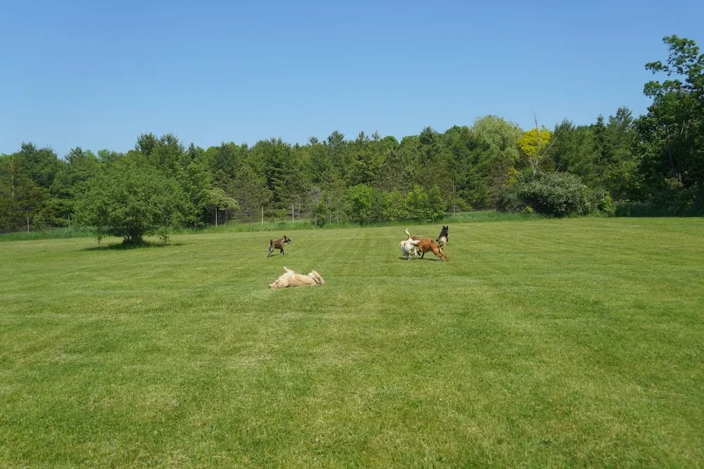 Thousand Islands Dog Resort - Ontario pet otel görseli 3