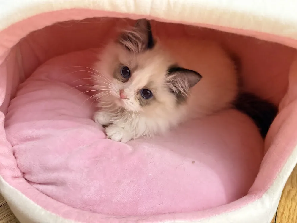 Tinypinkpaw Ragdoll Cattery - Ontario pet otel