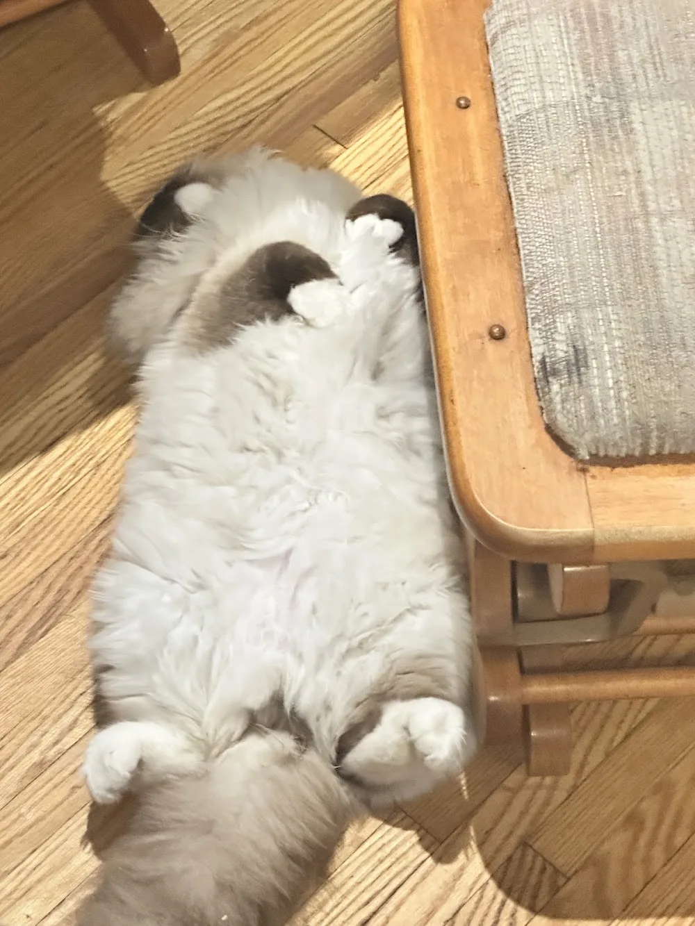 Tinypinkpaw Ragdoll Cattery - Ontario pet otel görseli 3