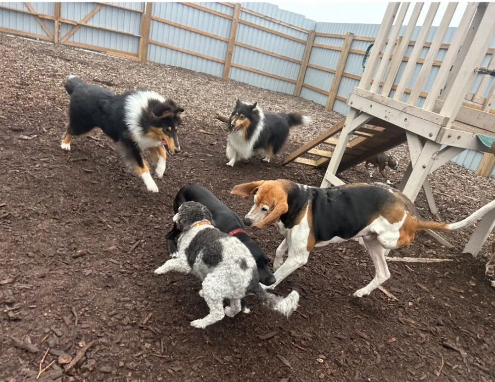 Unleashed on 42 - Ontario pet otel