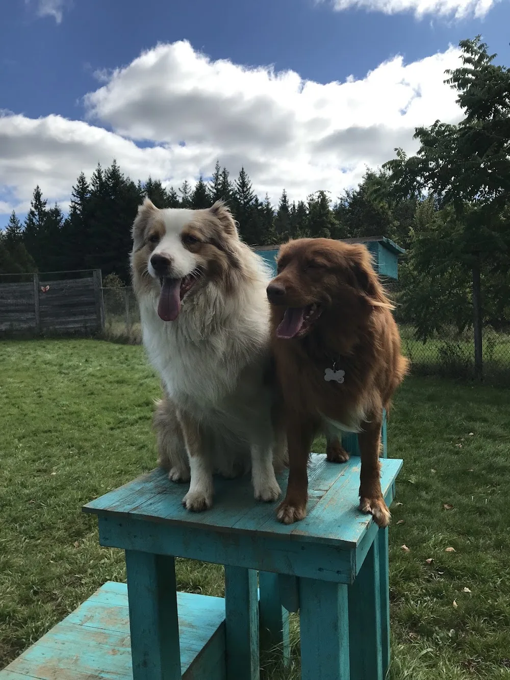WAGS Canine Retreat - Ontario pet otel görseli 3