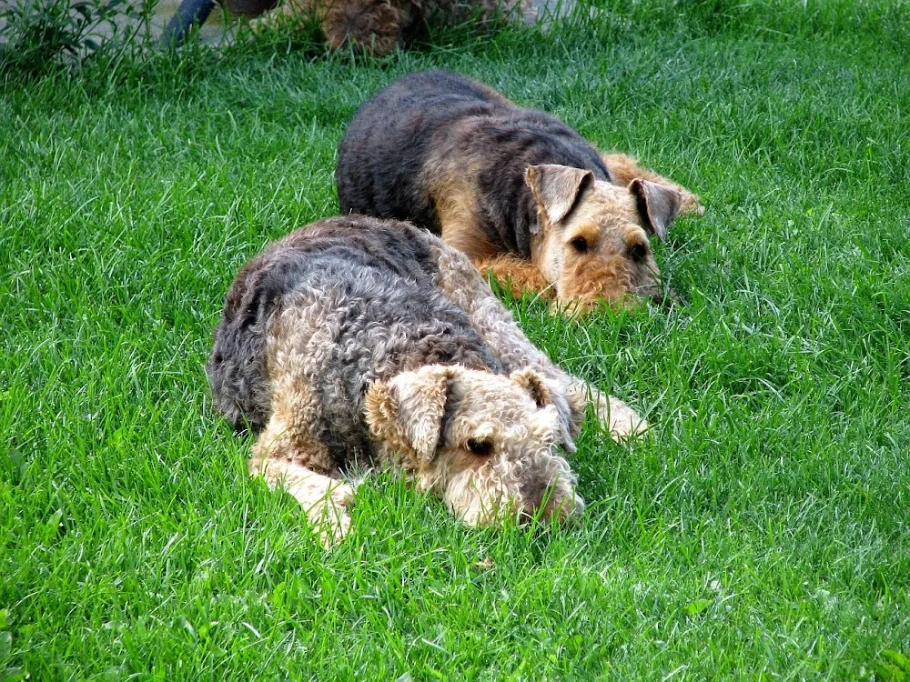 Westchester Kennels - Ontario pet otel