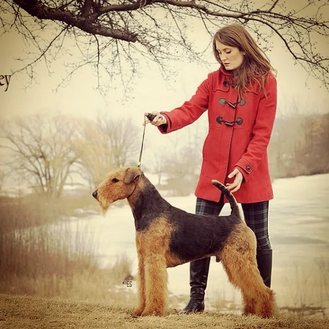 Westchester Kennels - Ontario pet otel görseli 3