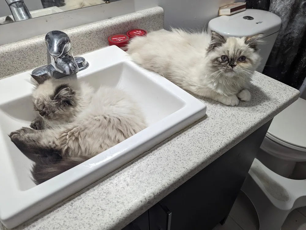 Whisper Paws - Cat Hotel - Ontario pet otel görseli 3