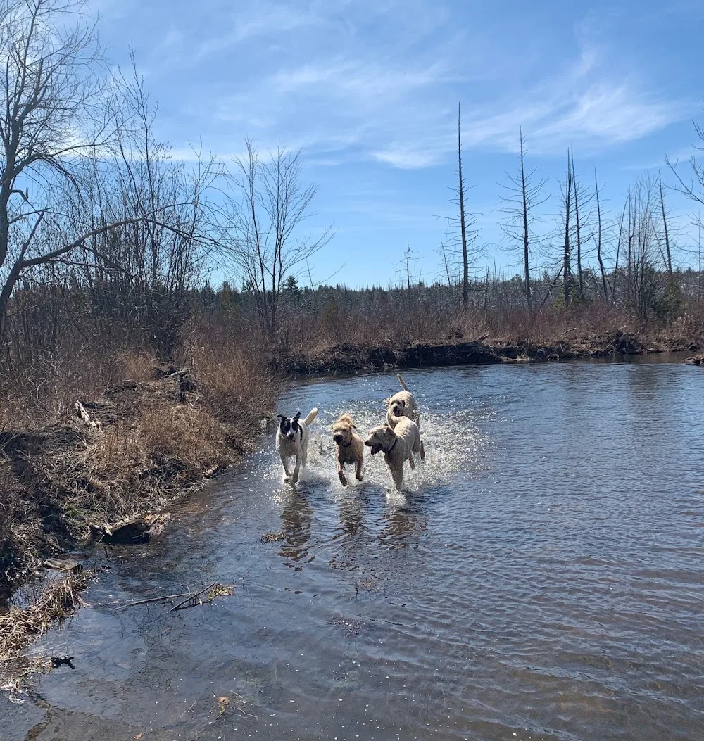 Wylder Kennels and Daycare - Ontario pet otel görseli 2
