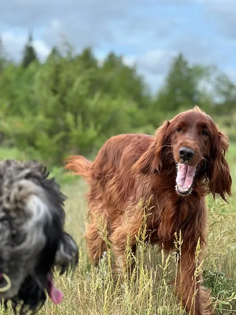 Wylder Kennels and Daycare - Ontario pet otel görseli 3