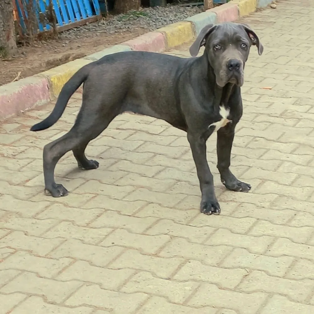PROTEO K9 AKADEMİ | PET OTEL VE KÖPEK EĞİTİMİ ORDU - Ordu pet otel görseli 2