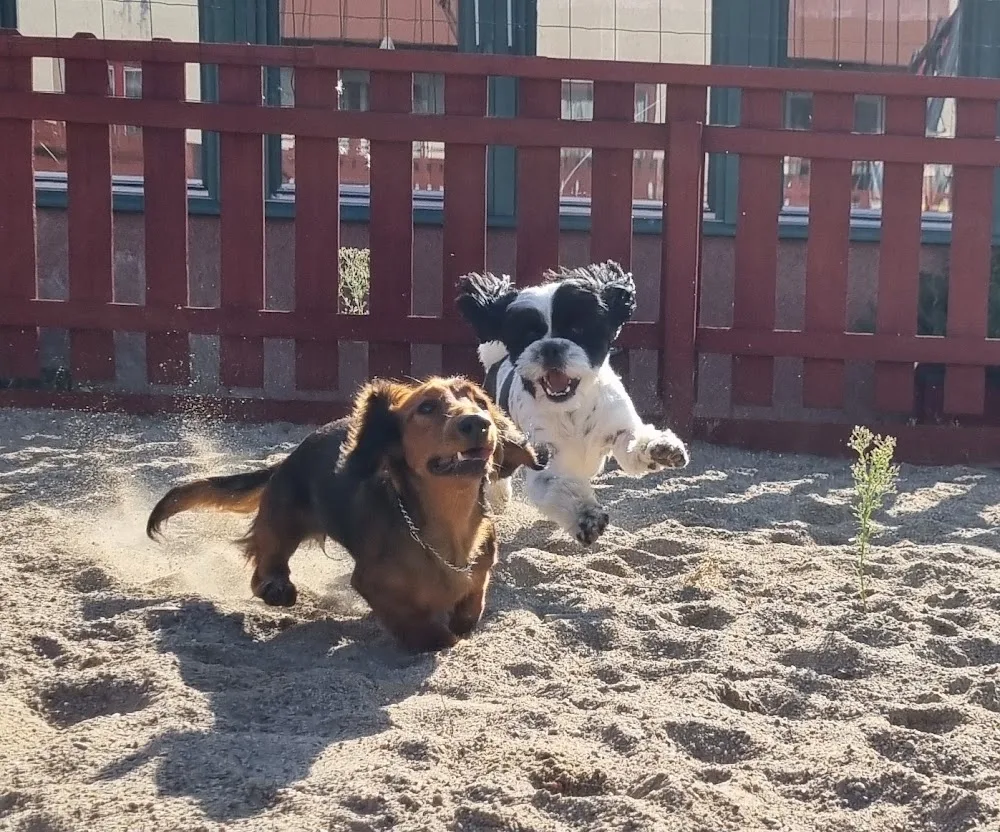 Doggies Hundpensionat/Hunddagis - Örebro pet otel