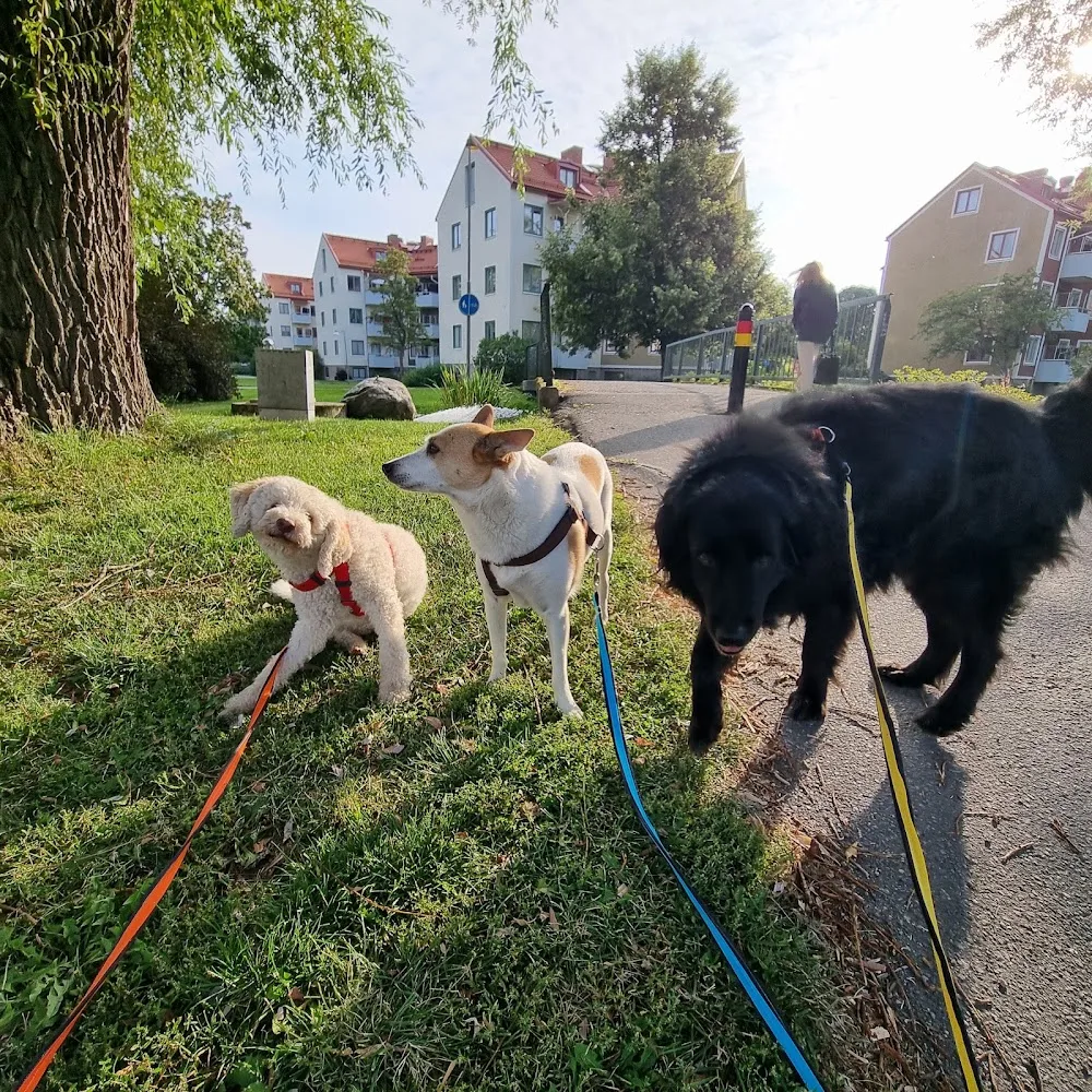 Doggies Hundpensionat/Hunddagis - Örebro pet otel görseli 3