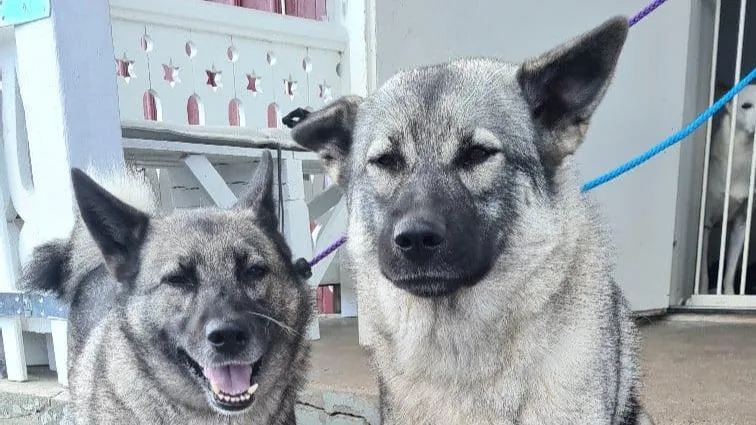 Skyberga Hundpensionat och Hunddagis - Örebro pet otel